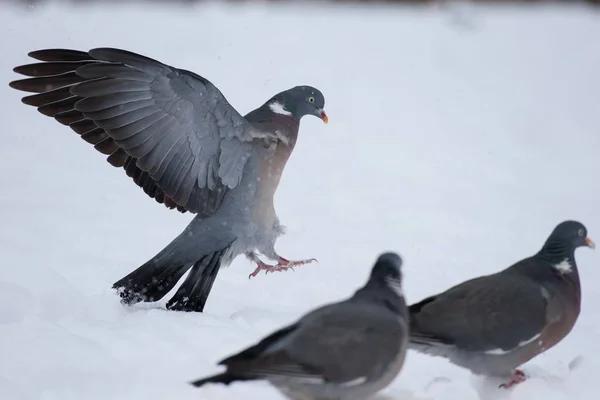 Mouche du pigeon — Photo