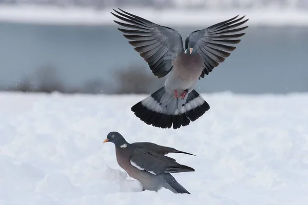 Waldtaubenfliege — Stockfoto