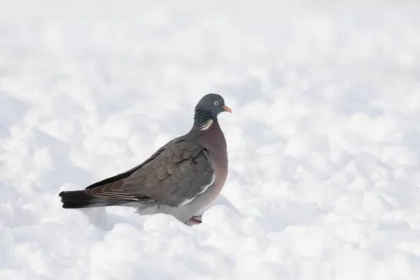 Wood pigeon rests — Stock Photo, Image