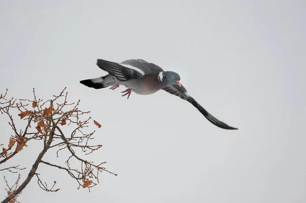Wood pigeon fly — Stock Photo, Image