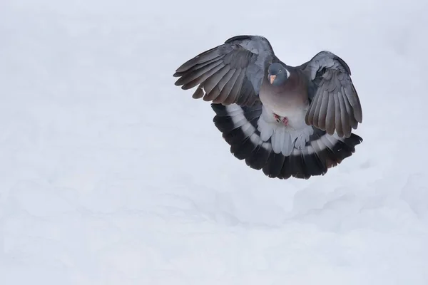 Vol pigeon des bois Photos De Stock Libres De Droits