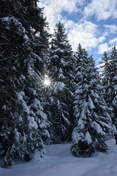 Solens Strålar Passera Trädgrenar Vinter — Stockfoto