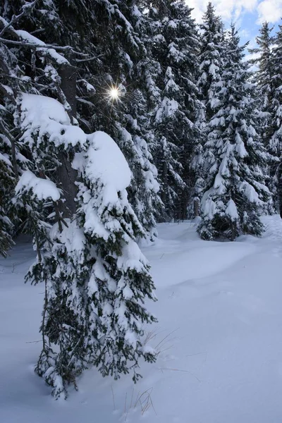 Promienie Słoneczne Przechodzą Przez Gałęzie Drzew Zimą — Zdjęcie stockowe
