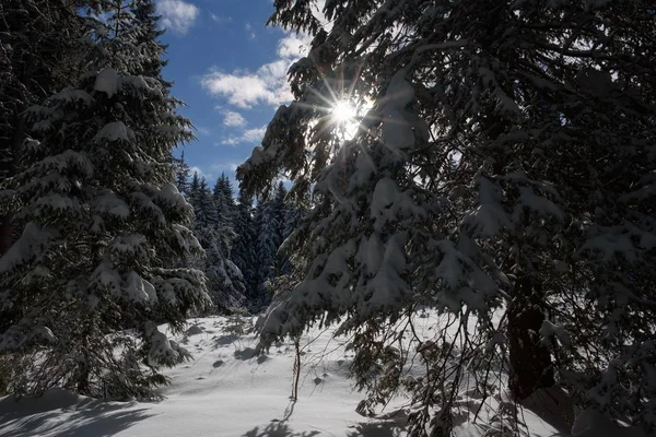 Güneş Işınları Ağaç Dalları Ile Kışın Geçmek — Stok fotoğraf