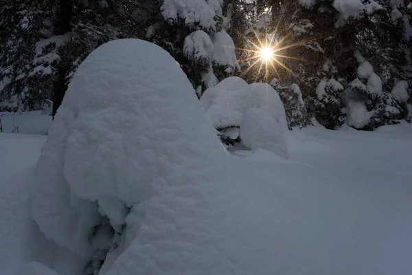 Los Rayos Solares Pasan Través Ramas Árboles Invierno —  Fotos de Stock