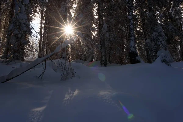Güneş Işınları Ağaç Dalları Ile Kışın Geçmek — Stok fotoğraf