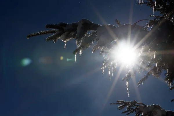 Güneş Işınları Ağaç Dalları Ile Kışın Geçmek — Stok fotoğraf