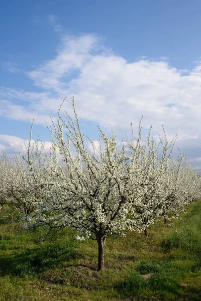 Frutteto Con Ciliegie Fiore Primavera — Foto Stock