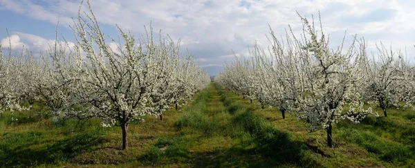 さくらんぼの春の花と果樹園 — ストック写真