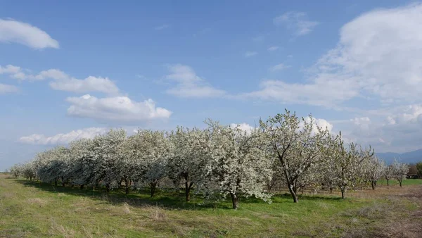 Huerto Con Cerezas Floreciendo Primavera — Foto de Stock