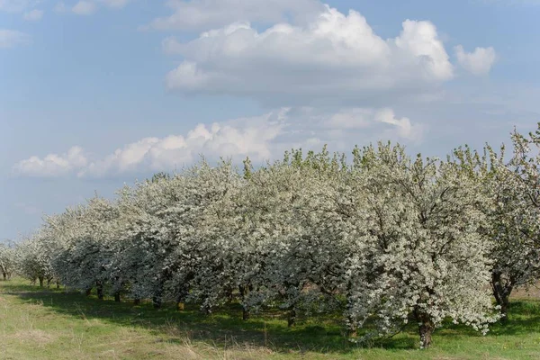 Fruktträdgård Med Körsbär Blommar Våren — Stockfoto