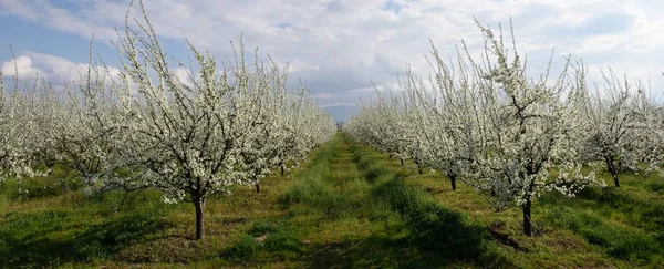 Fruktträdgård Med Körsbär Blommar Våren Stockfoto