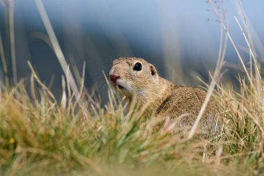 Avrupa zemin sincap sonbahar otlar gizlidir