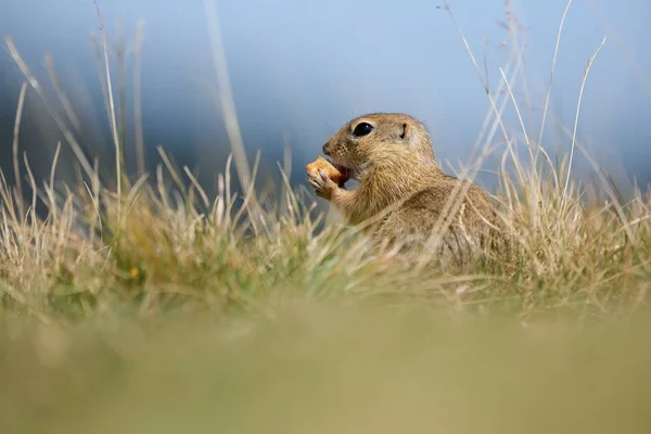 欧洲地面松鼠吃 — 图库照片