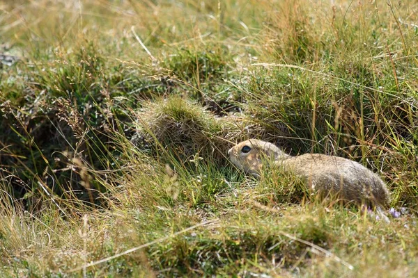 Ardilla Tierra Europea Oculta Detrás Las Hierbas Otoño — Foto de Stock