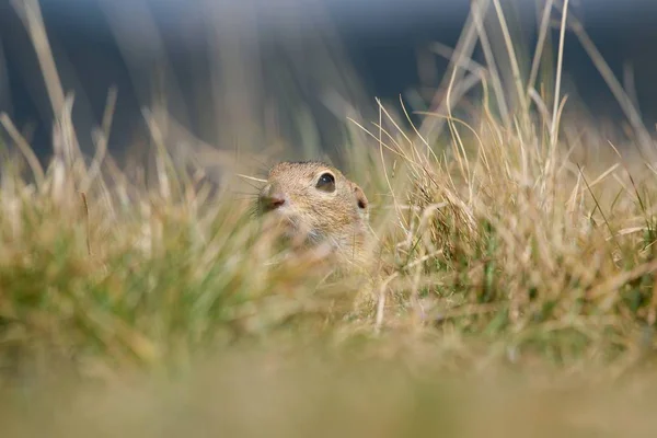 Écureuil Solitaire Européen Est Caché Derrière Les Herbes Automne — Photo