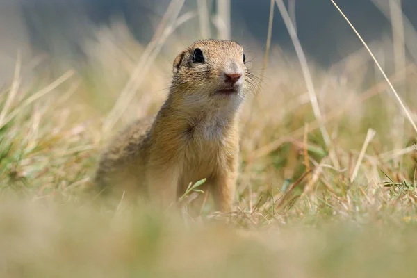 European Ground Squirrel Hidden Autumn Grasses — Stock Photo, Image