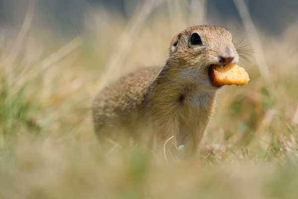 Ardilla Terrestre Europea Está Comiendo — Foto de Stock