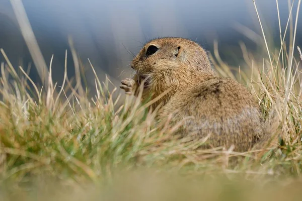 Ardilla Terrestre Europea Está Comiendo — Foto de Stock