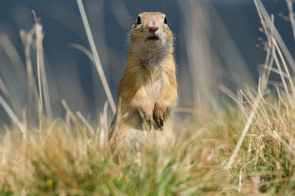 Ardilla Tierra Europea Pie Sobre Sus Patas Traseras — Foto de Stock