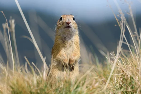 Esquilo Chão Europeu Fica Suas Patas Traseiras — Fotografia de Stock