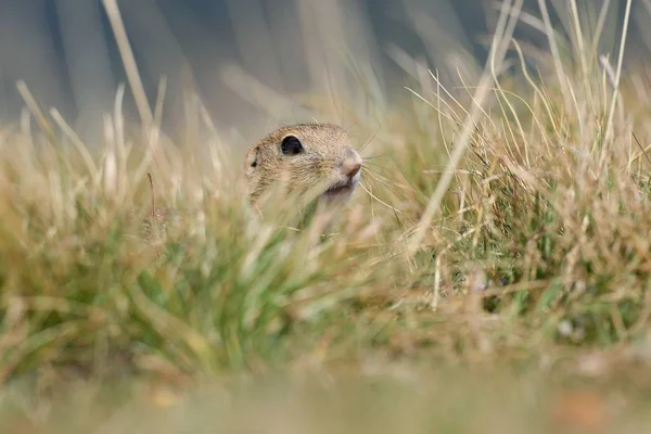 Ardilla Tierra Europea Oculta Detrás Las Hierbas Otoño — Foto de Stock