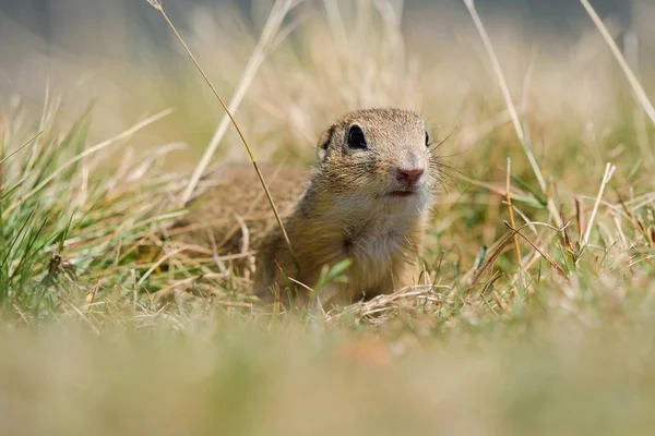 欧洲地松鼠藏在秋草后面 — 图库照片