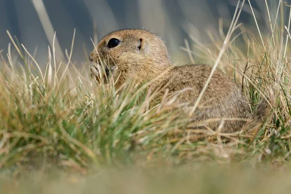 Ardilla Terrestre Europea Está Comiendo — Foto de Stock