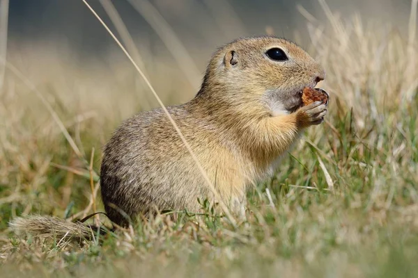 Ardilla Terrestre Europea Está Comiendo — Foto de Stock