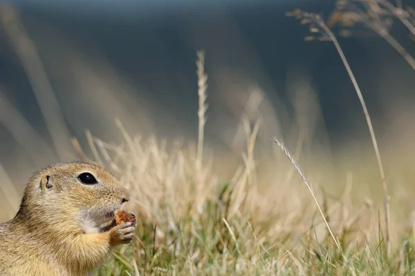 Ardilla Terrestre Europea Está Comiendo — Foto de Stock