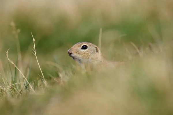 Écureuil Solitaire Européen Sur Une Prairie — Photo