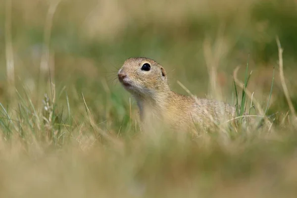 Écureuil Solitaire Européen Sur Une Prairie — Photo