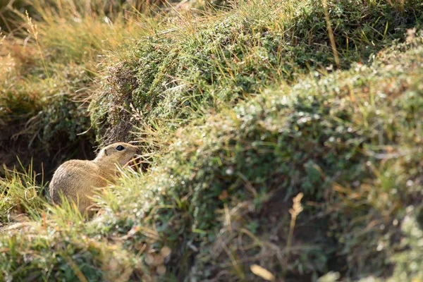 欧洲地面松鼠在草地上 — 图库照片