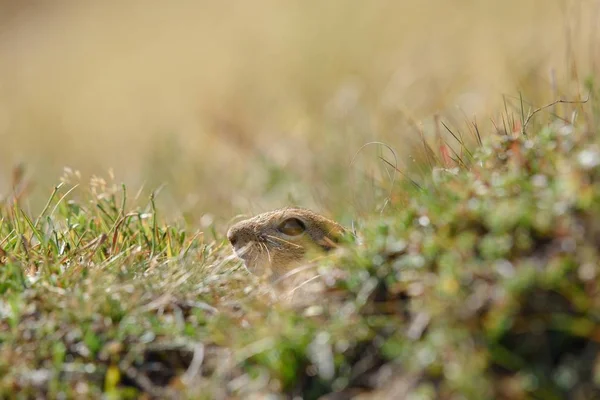 欧洲地面松鼠在草地上 — 图库照片