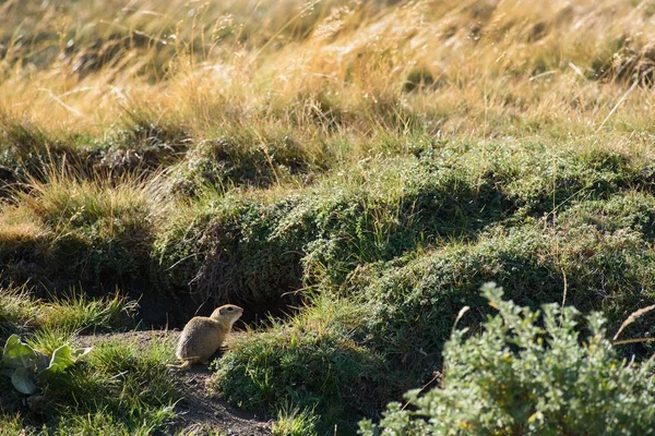 Écureuil Solitaire Européen Sur Une Prairie — Photo