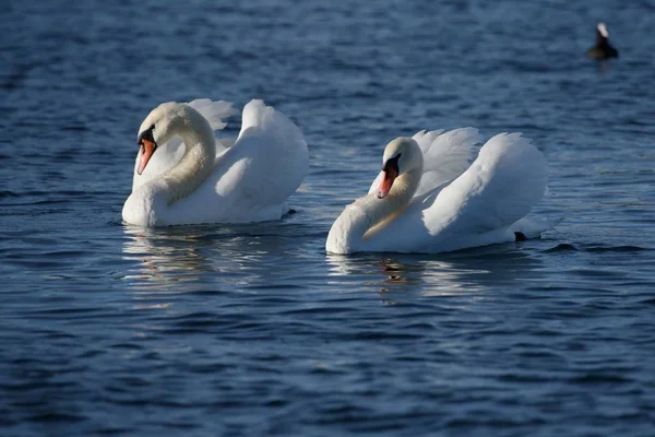 Coppia Cigno Muto Nuotare Insieme Lago — Foto Stock