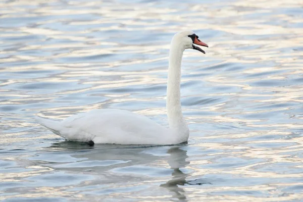 Cigno Muto Nuotare Con Becco Aperto — Foto Stock