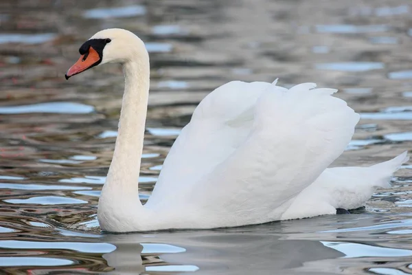 Mute Swan Swimming Lake — Stock Photo, Image