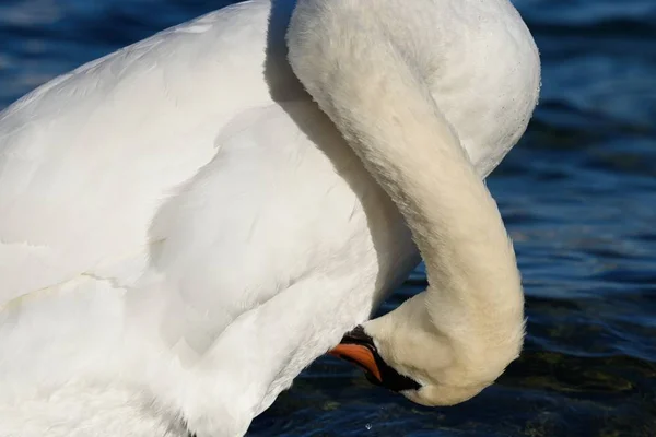 Knölsvan Närbild Bara Huvudet — Stockfoto