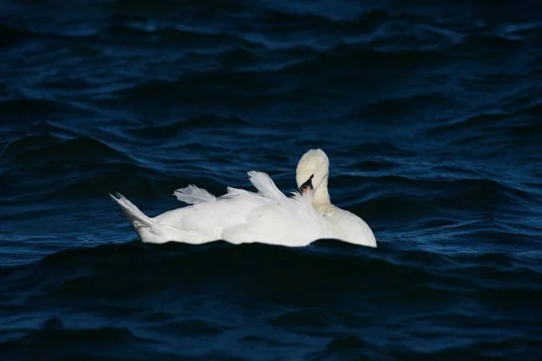 沉默的天鹅把你的羽毛固定在水里 — 图库照片
