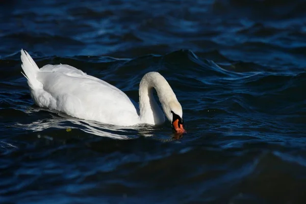 Cigno Muto Sta Nuotando Lago — Foto Stock