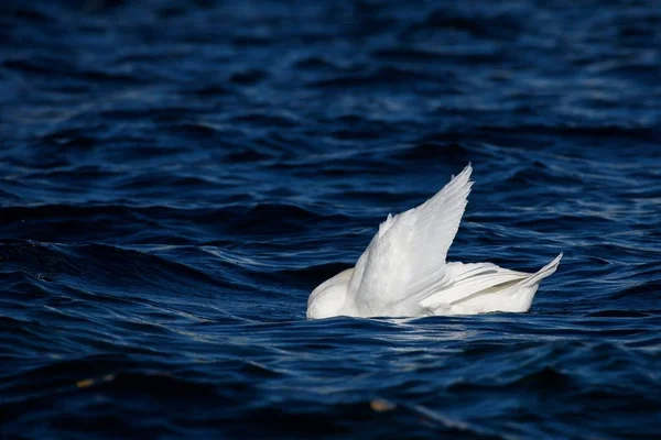 柔和的静音天鹅在深蓝色的水与一个凸起的白色翅膀 — 图库照片