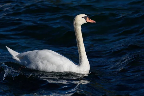 Cisne Mudo Está Nadando Lago — Foto de Stock