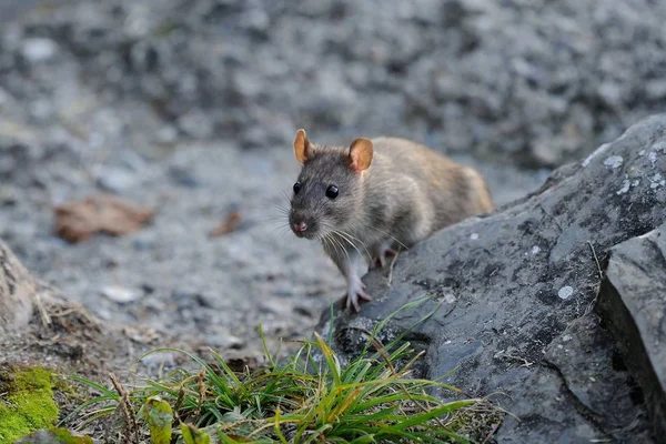 Šedivé Krysy Dopravce Nemocí Měst Vesnic Nebezpečné Myši Přenosných Infekcí — Stock fotografie