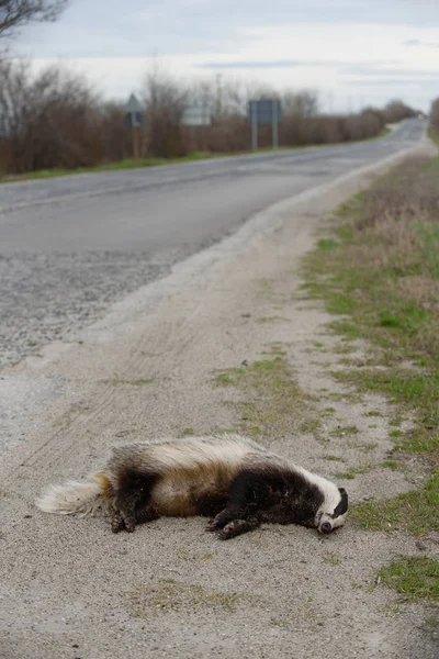在路上被车撞死的獾 — 图库照片