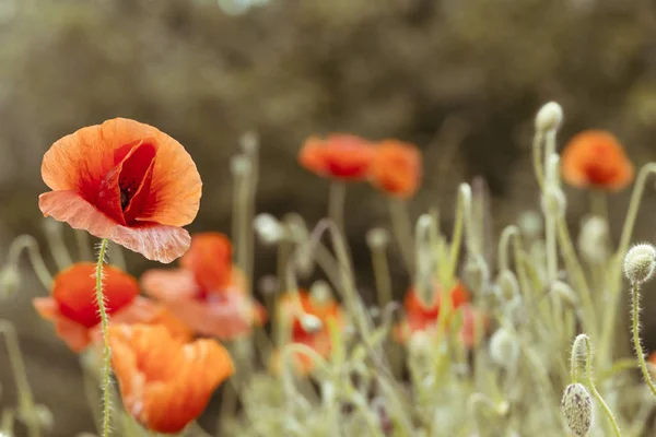 Poppy on pale background — Stock Photo, Image