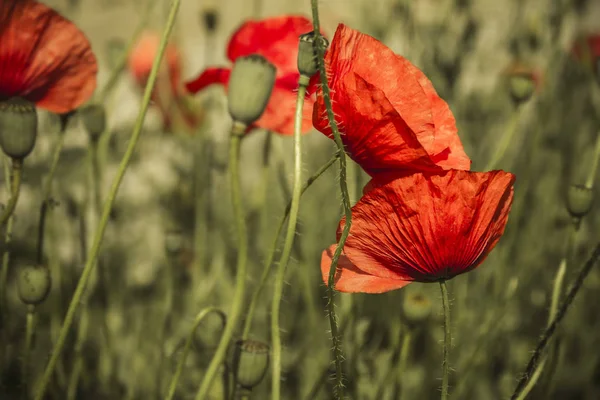 Poppy on pale background — Stock Photo, Image