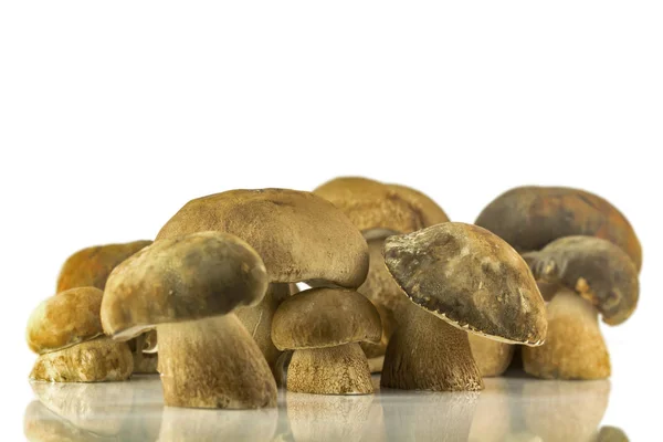 Een groep van porcini paddestoelen op witte achtergrond — Stockfoto