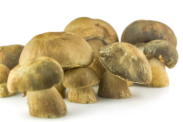 흰색 배경에 porcini 버섯의 그룹 — 스톡 사진