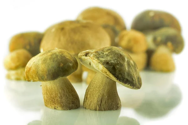 Um grupo de cogumelos porcini no fundo branco — Fotografia de Stock